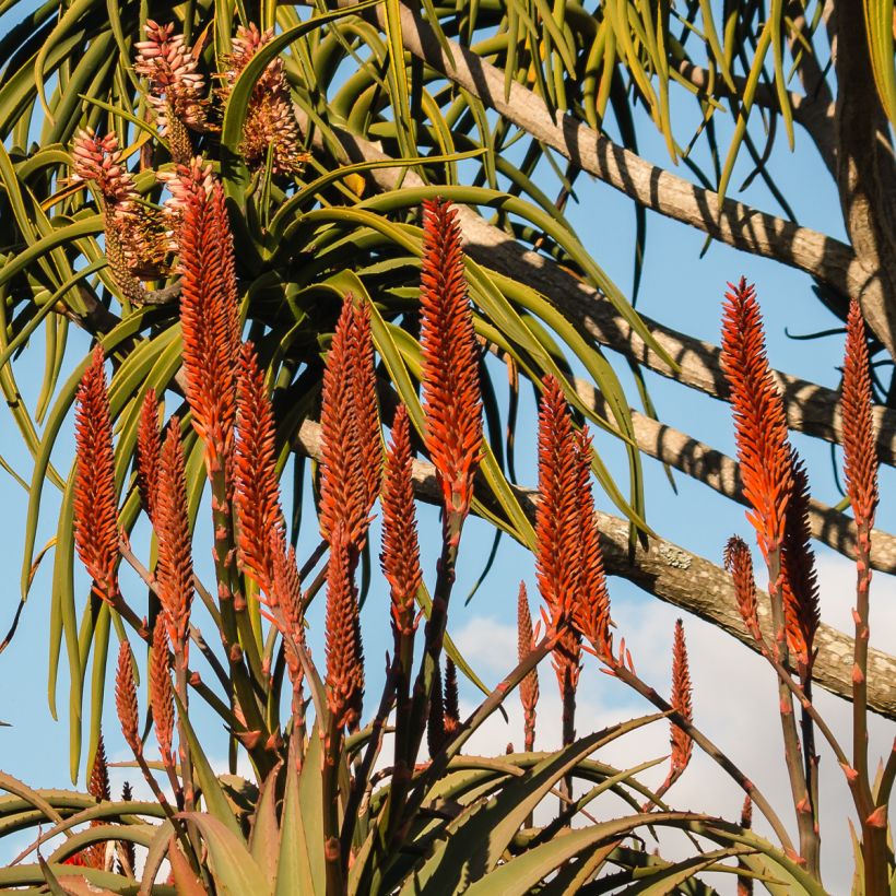 Aloidendron barberae (Flowering)