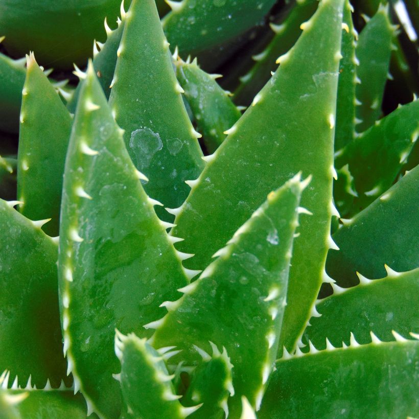 Aloe brevifolia   (Foliage)