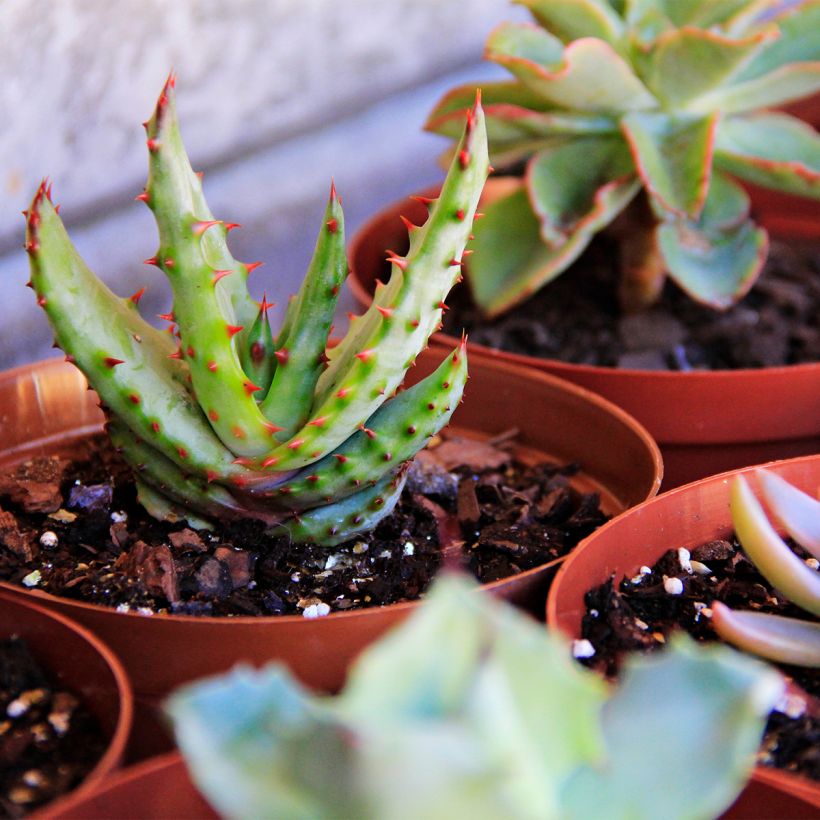 Aloe conifera Twirl (Plant habit)