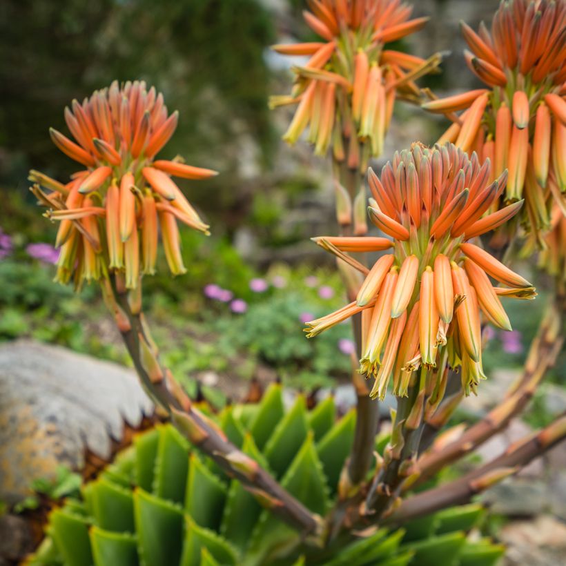 Aloe polyphylla   (Flowering)