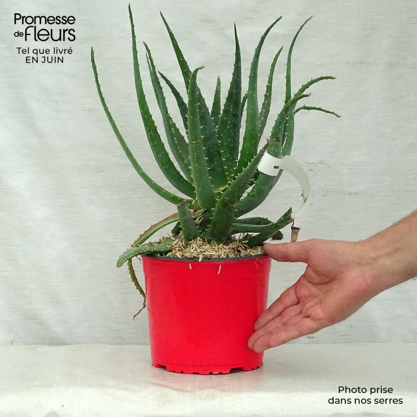 Aloe x spinosissima   2L/3L pot sample as delivered in summer