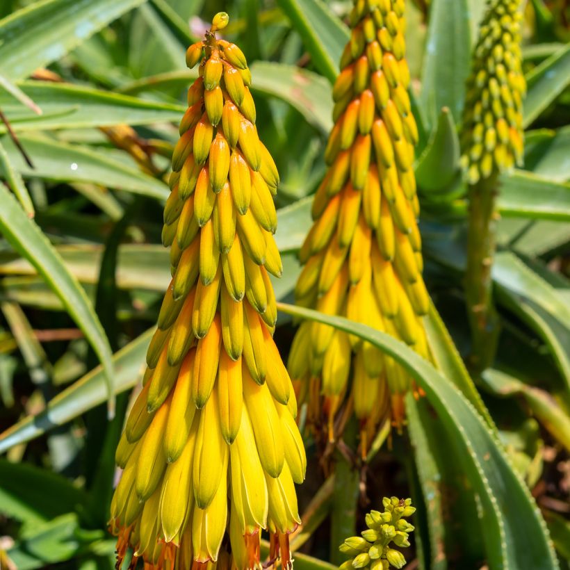 Aloe striatula (Flowering)