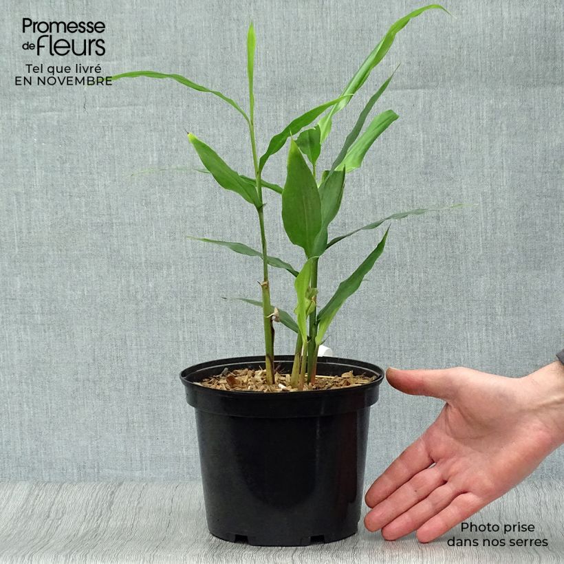 Alpinia galanga - Greater Galangal 2L/3L pot sample as delivered in autumn