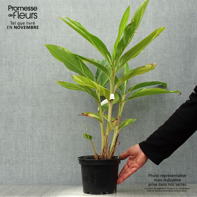 Alpinia zerumbet Variegata 2L/3L pot sample as delivered in autumn