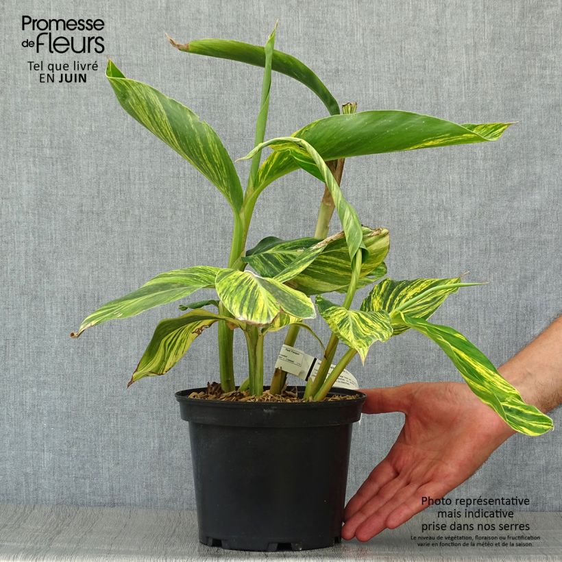 Alpinia zerumbet Variegata - Gingembre coquille Pot de 2L/3L sample as delivered in summer