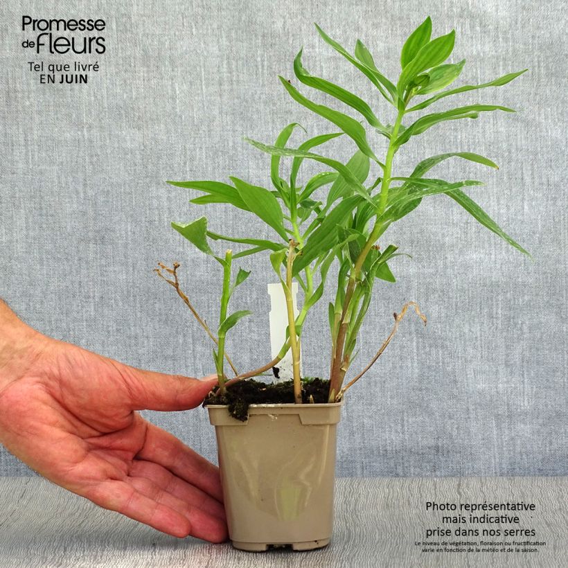 Alstroemeria Duc d'Anjou Nicolas 8/9 cm pot sample as delivered in summer