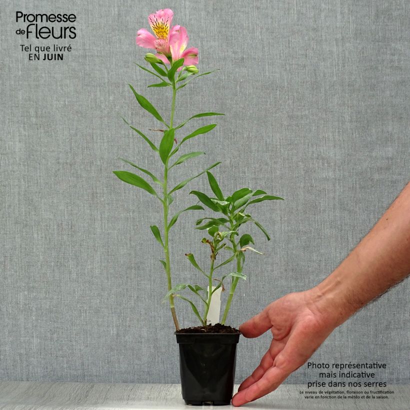 Alstroemeria Duc d'Anjou Pierre 8/9 cm pot sample as delivered in summer