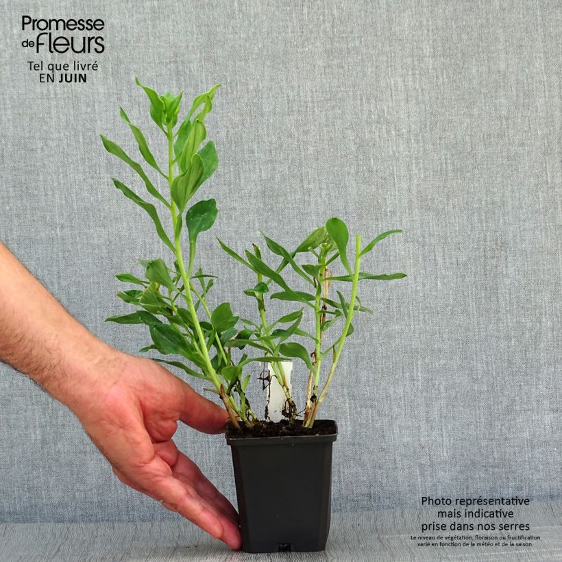 Alstroemeria Duchesses d'Anjou Diane 8/9 cm pot sample as delivered in summer