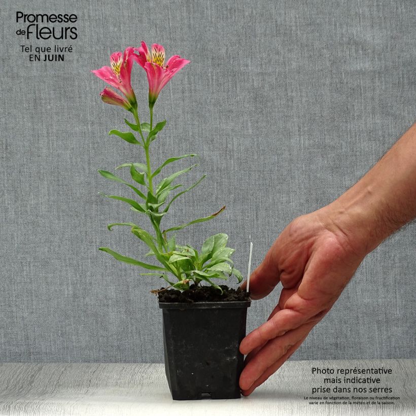 Alstroemeria Duchesses d'Anjou Isabelle 8/9 cm pot sample as delivered in summer