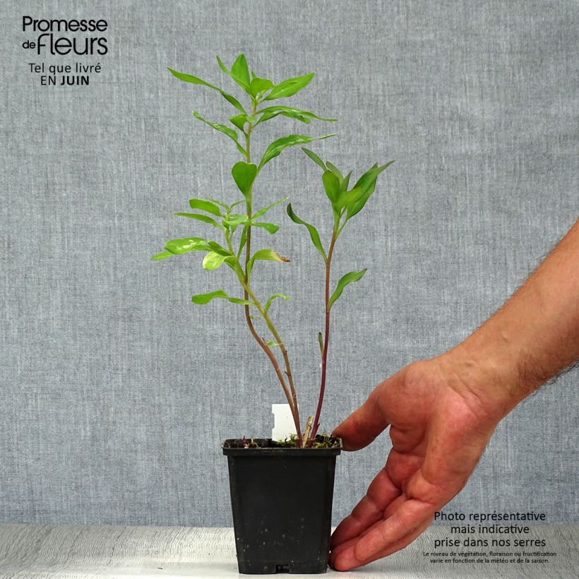 Alstroemeria Majestic Chinon 8/9 cm pot sample as delivered in summer