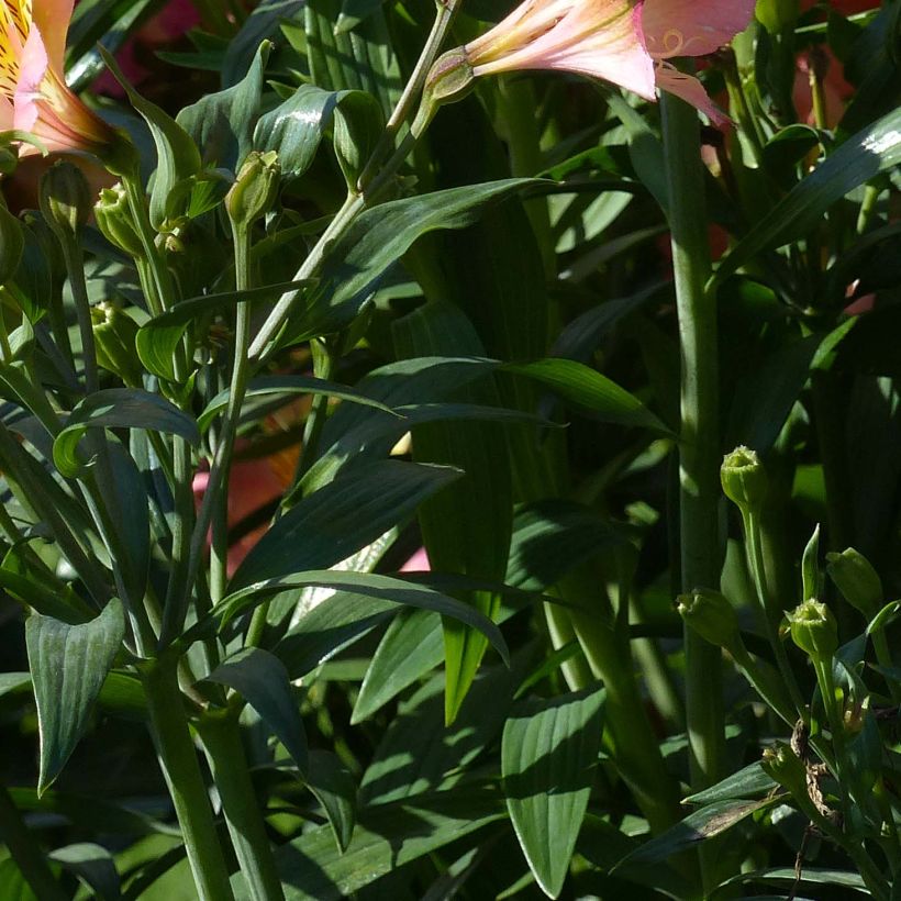 Alstroemeria Garden Summer Relieve - Peruvian Lily (Foliage)