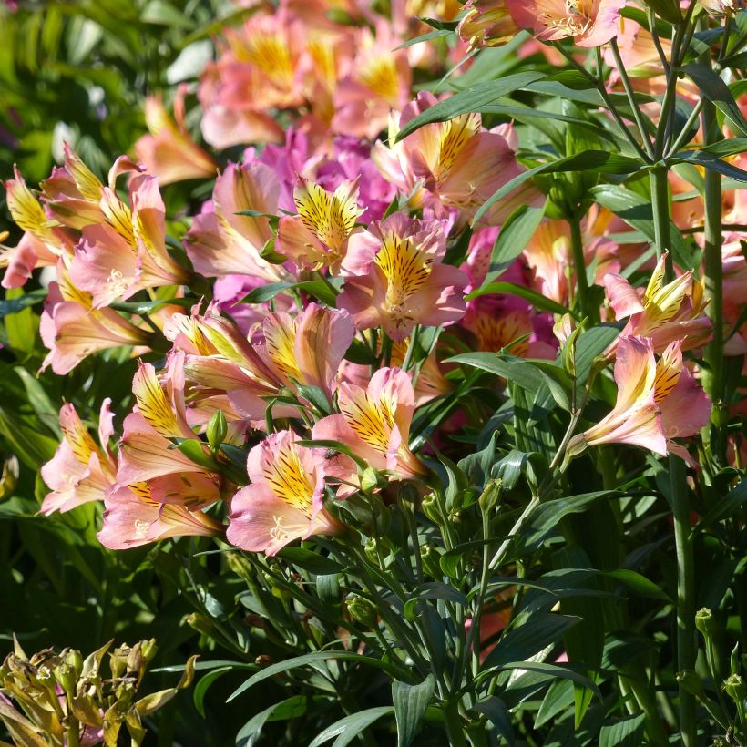 Alstroemeria Garden Summer Relieve - Peruvian Lily (Flowering)