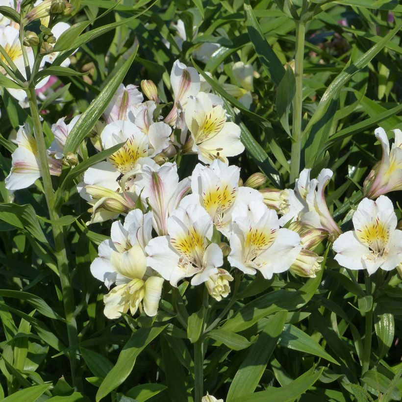 Alstroemeria Garden Summer Sky - Peruvian Lily (Flowering)