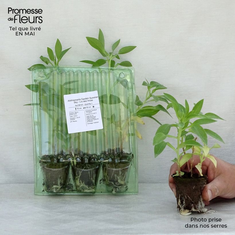 Alstroemeria Garden Summer Sky - Peruvian Lily Root ball 4cm x 4.5cm sample as delivered in spring