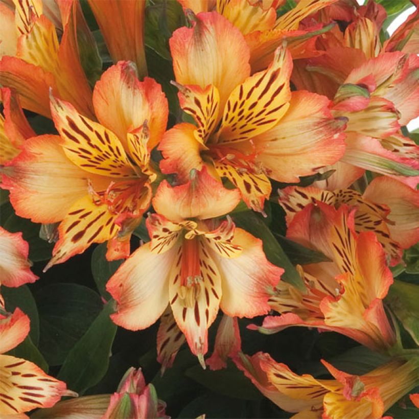 Alstroemeria Inticancha Bryce (Flowering)