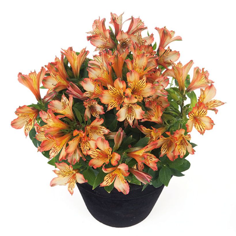 Alstroemeria Inticancha Bryce (Plant habit)