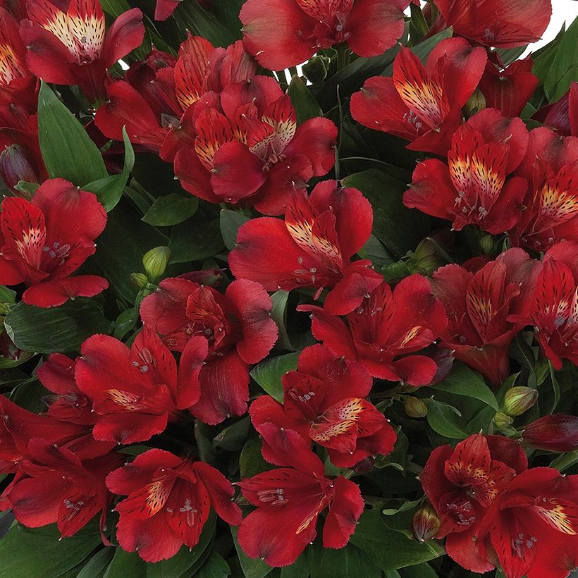 Alstroemeria Inticancha Doba - Peruvian lily (Flowering)