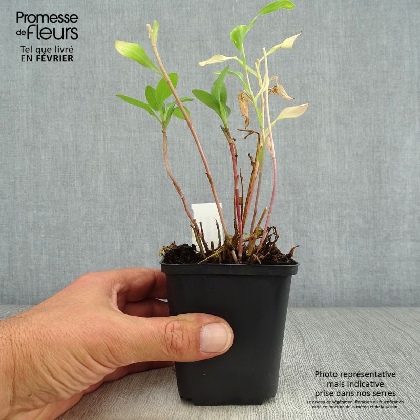 Alstroemeria Mars 8/9 cm pot sample as delivered in autumn