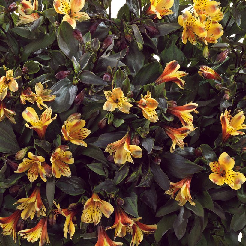 Alstroemeria Summer Breeze - Peruvian lily (Flowering)
