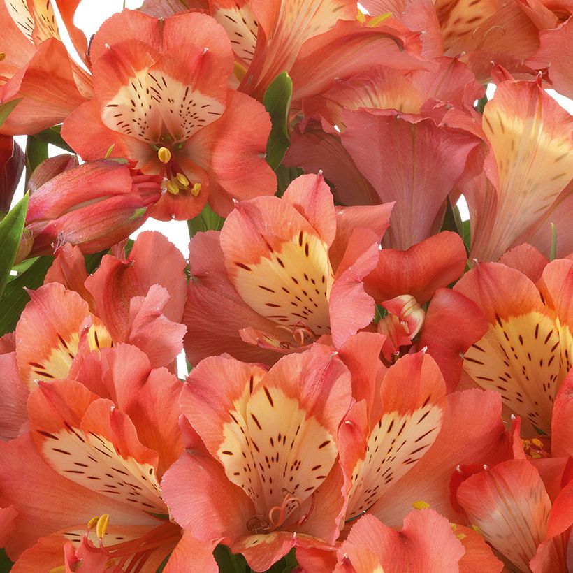 Alstroemeria Valley Girl - Peruvian lily (Flowering)