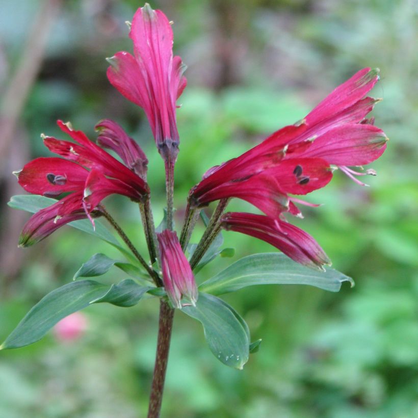 Alstroemeria psittacina Variegata (Flowering)