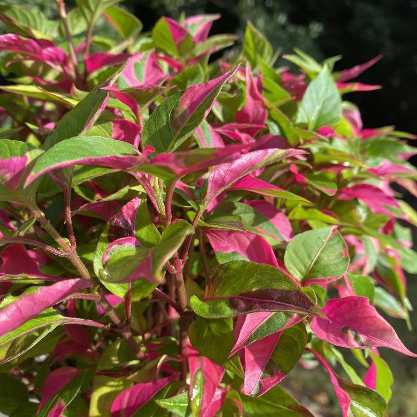 Alternanthera ficoidea Party Time - Joseph's Coat (Foliage)