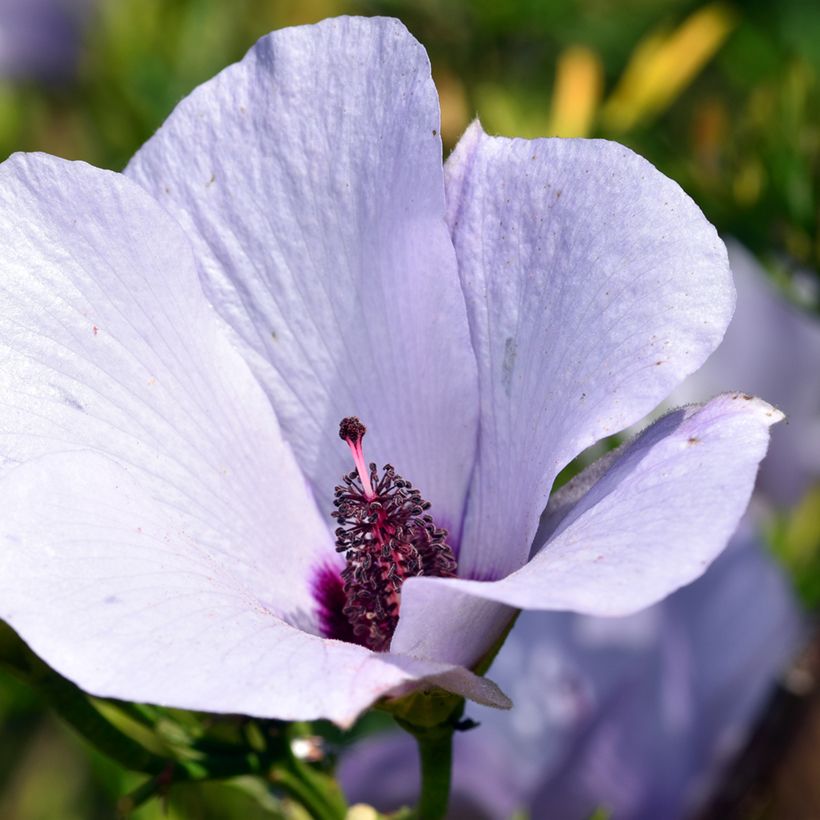 Alyogyne cuneiformis (Flowering)