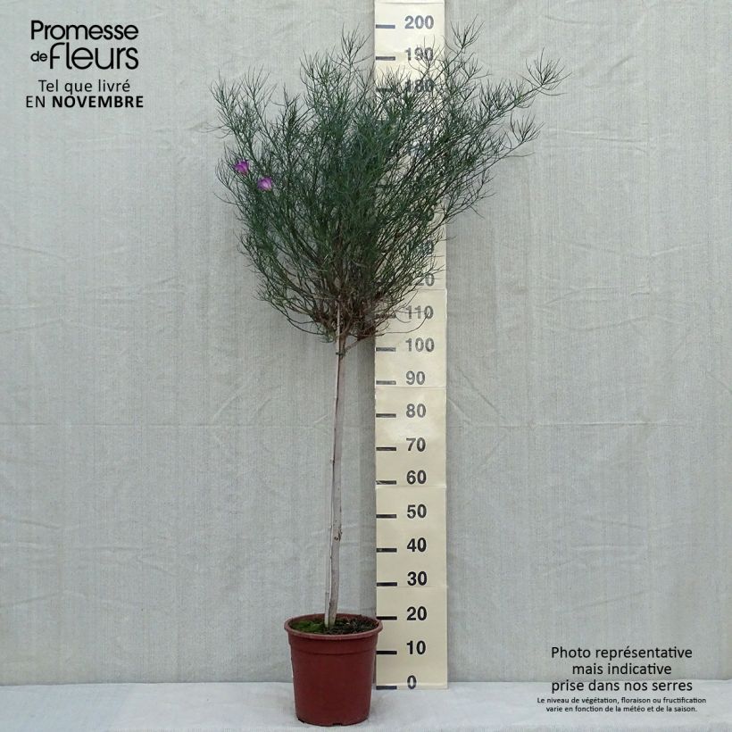 Alyogyne hakeifolia Melissa Anne - Hibiscus bleu d'Australie Demi-tige Pot de 7,5L/10L, Demie-Tige 80 cmHauteur livrée env. 100/125cm sample as delivered in autumn