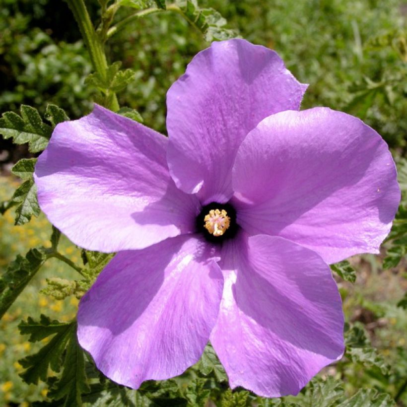 Alyogyne huegelii Santa Cruz (Flowering)