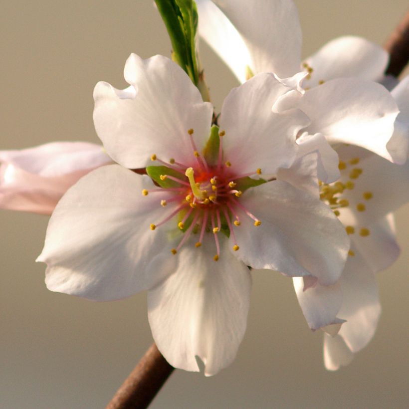 Prunus dulcis Aï - Almond Tree (Flowering)