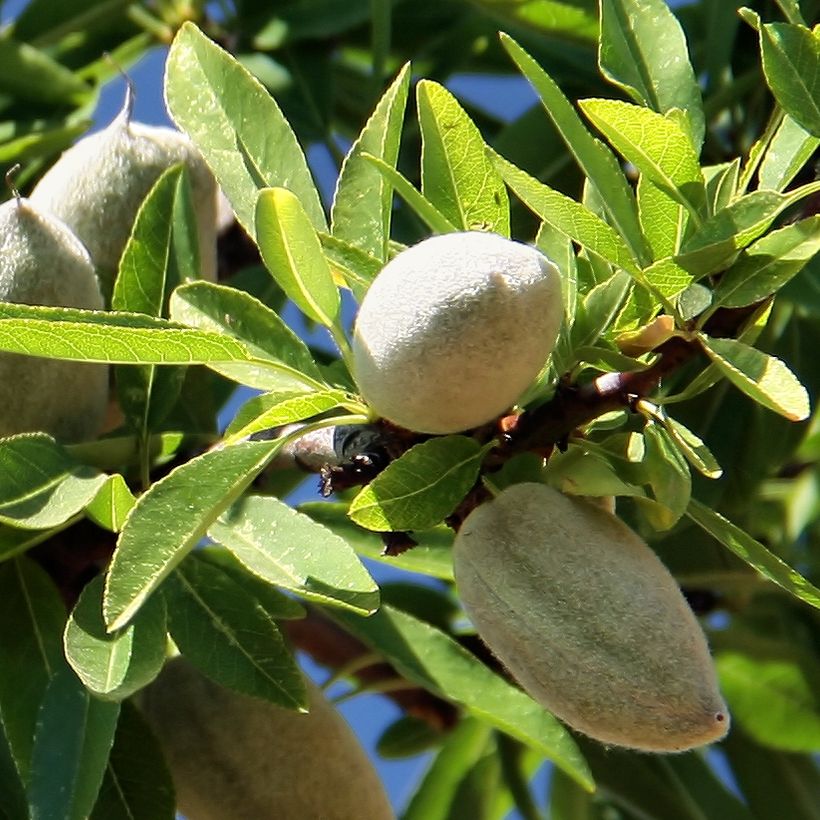Prunus dulcis Aï - Almond Tree (Harvest)
