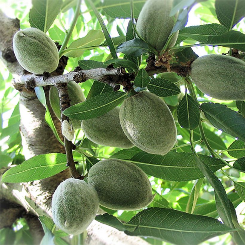 Ferraduel Almond Tree (Harvest)