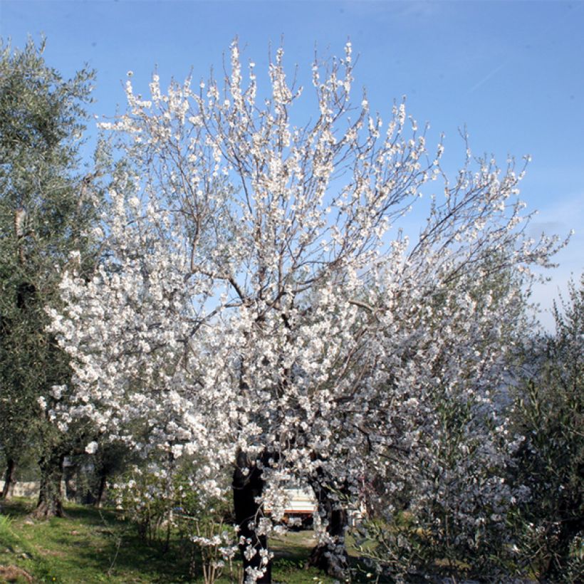 Ferraduel Almond Tree (Plant habit)