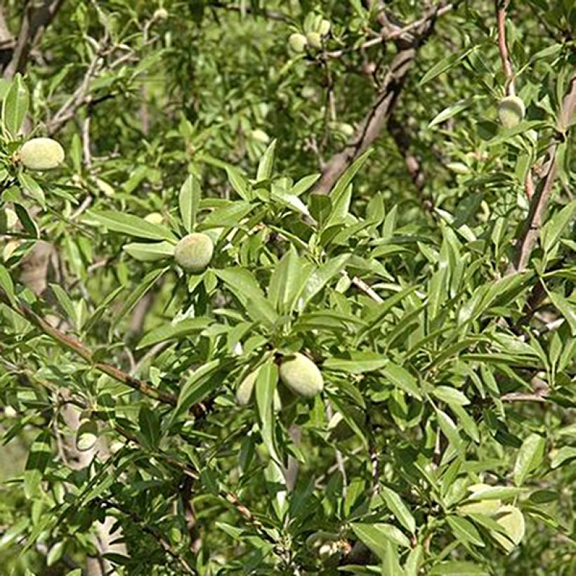 Ferragnes Almond Tree (Harvest)