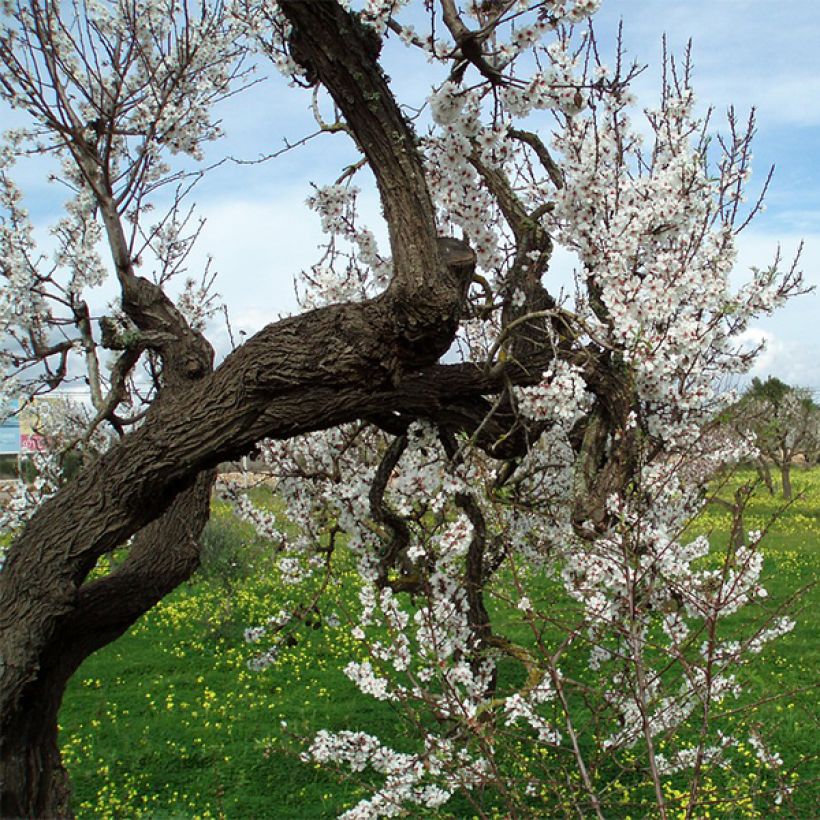 Ferragnes Almond Tree (Plant habit)