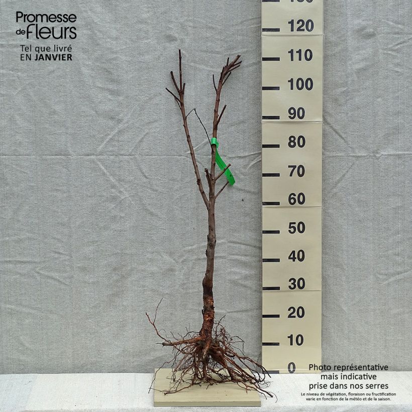 Prunus dulcis Princesse - Organic Almond Tree sample as delivered in winter