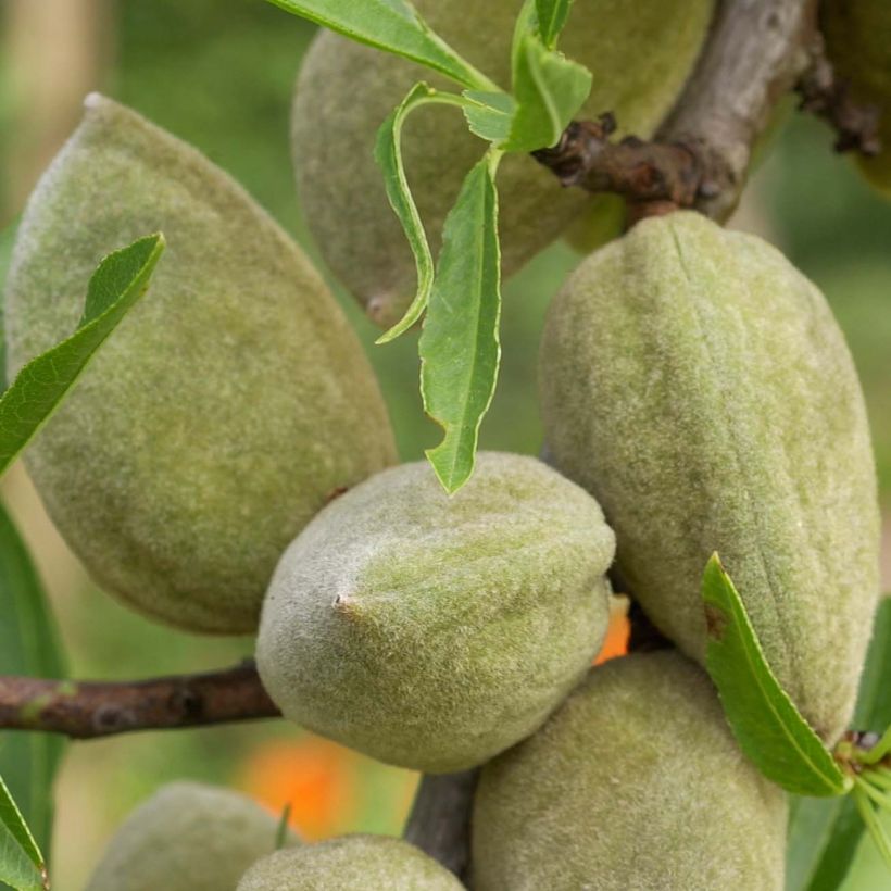 Prunus dulcis Princesse - Organic Almond Tree (Harvest)