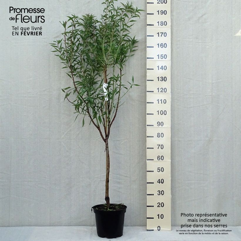 Amandier Princesse Pot de 7,5L/10L sample as delivered in autumn