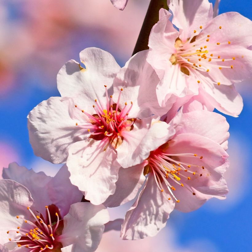 Common Almond Tree - Prunus dulcis (Flowering)