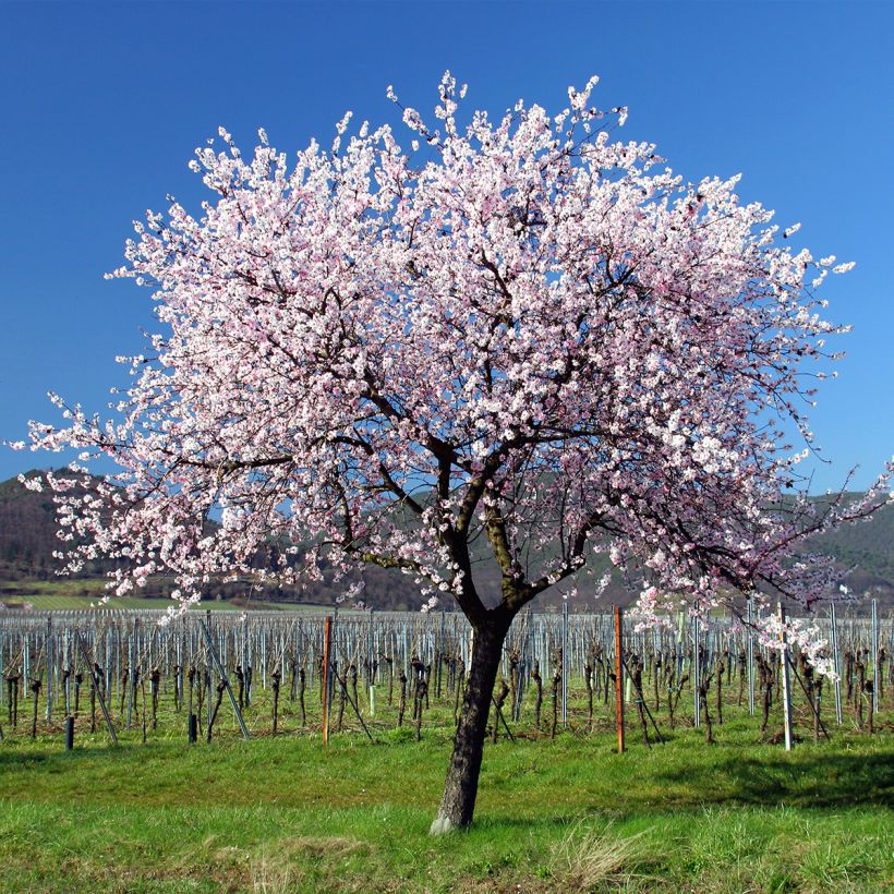 Common Almond Tree - Prunus dulcis (Plant habit)