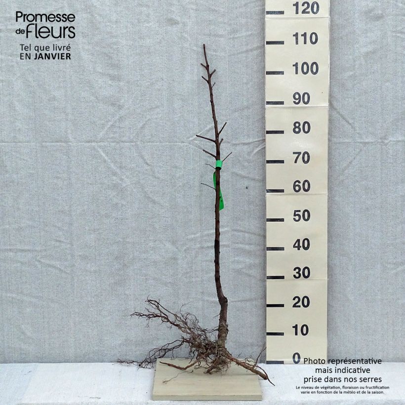 Prunus dulcis Texas - Organic Almond Tree sample as delivered in winter