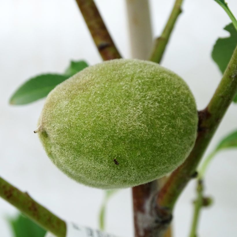 Prunus dulcis Texas - Organic Almond Tree (Harvest)