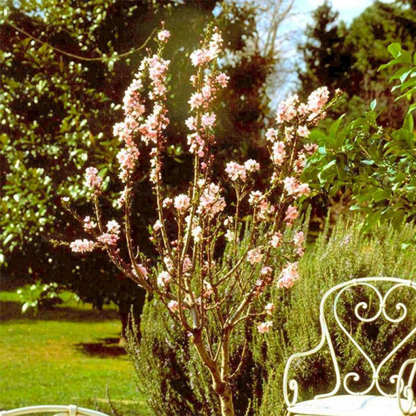 Dwarf Almond Garden Prince (Plant habit)