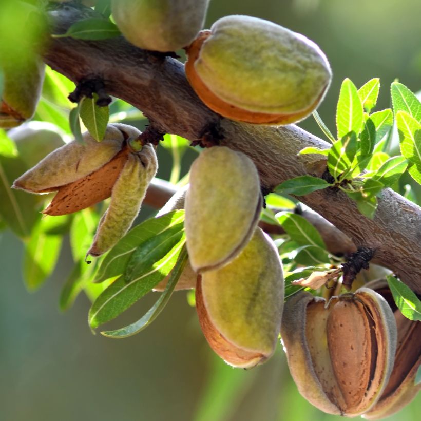 Prunus dulcis Fruit me Almond me (Harvest)