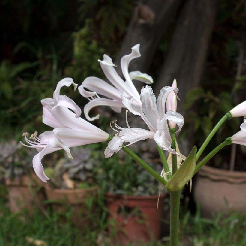 Amarine Belladiva Emmanuelle - Amarine x thunbergii (Flowering)