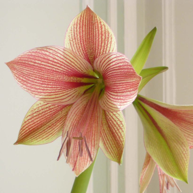Hippeastrum Exotic Star - Amaryllis (Flowering)