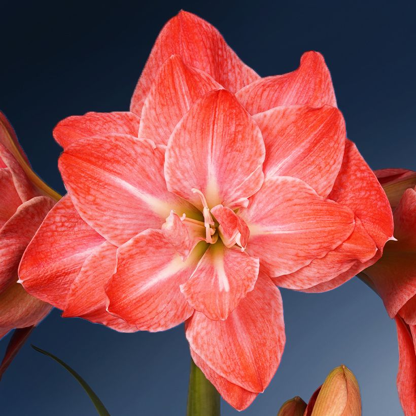 Hippeastrum Flamingo Amadeus - Amaryllis (Flowering)