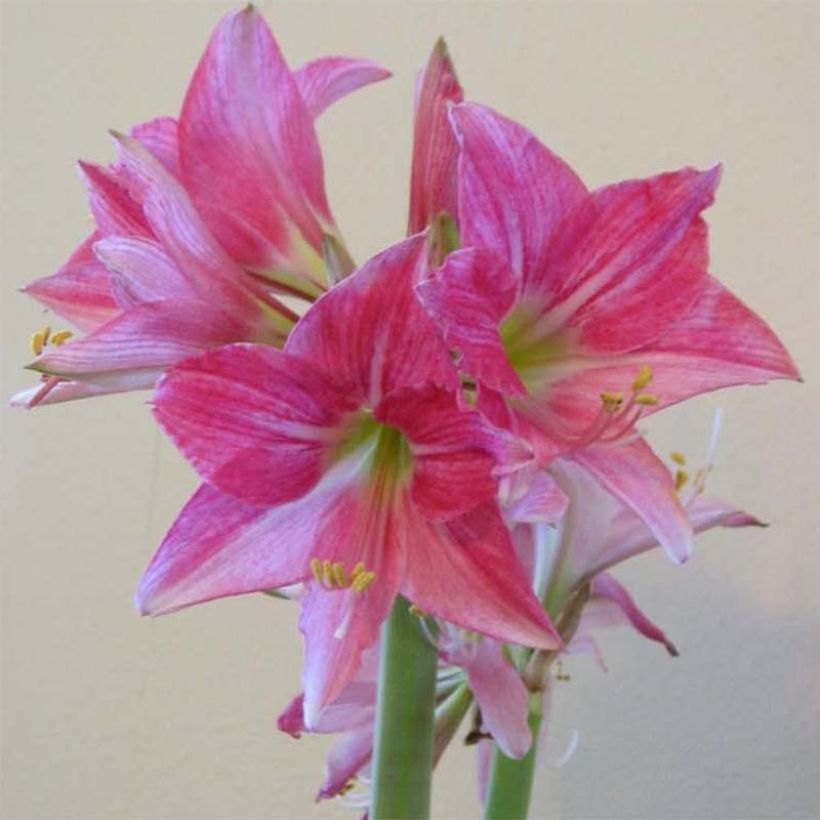 Hippeastrum Neon - Amaryllis (Flowering)