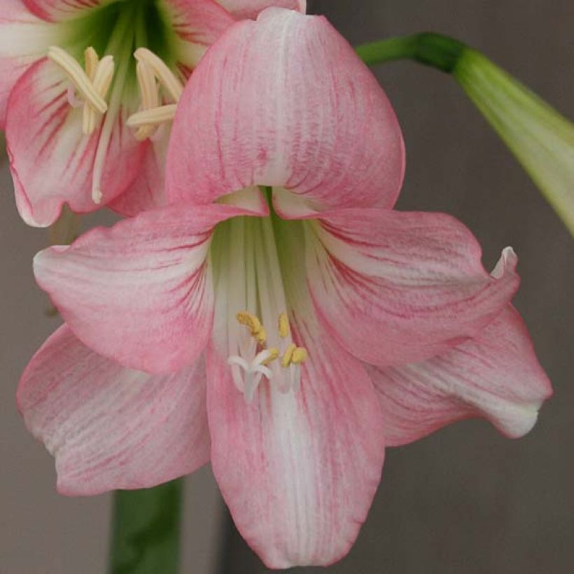 Hippeastrum Pink Rascal - Amaryllis (Flowering)