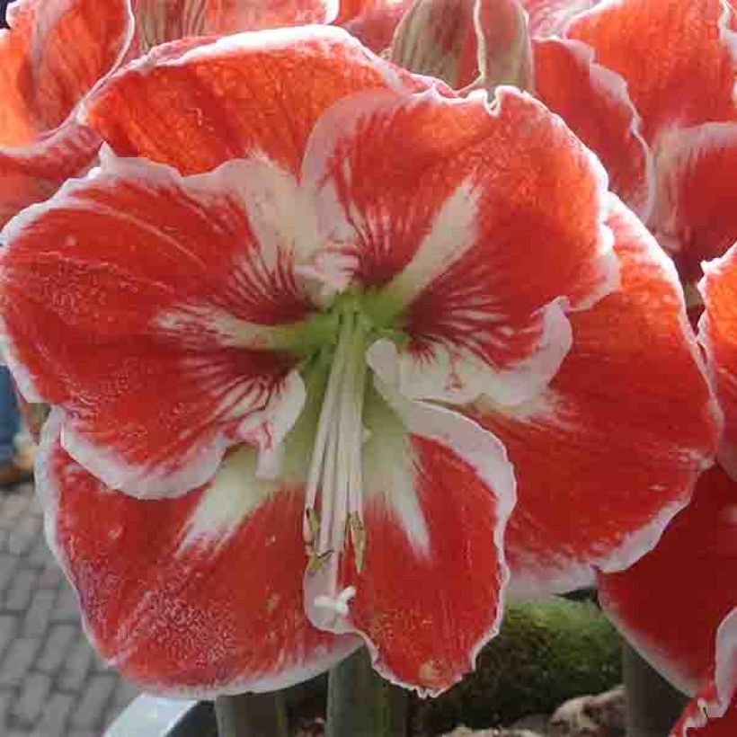 Hippeastrum Samba - Amaryllis (Flowering)